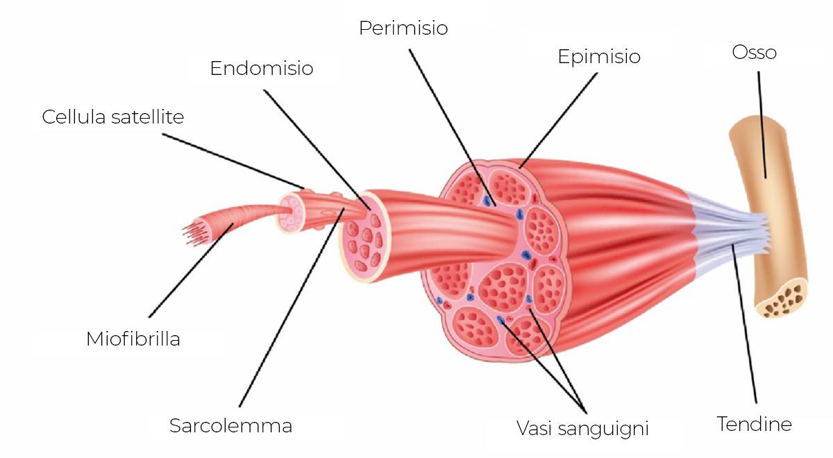 massa muscolare